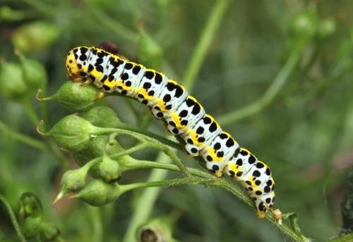 Réf. 294 436 : Cucullia scrophulariphila